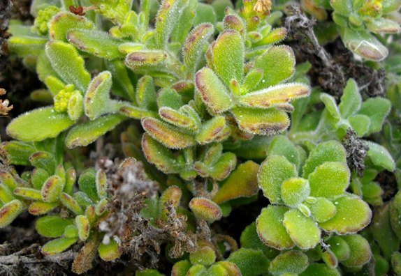 Manulea tomentosa leaves